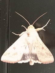 Helicoverpa armigera