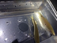 Trichopodus trichopterus