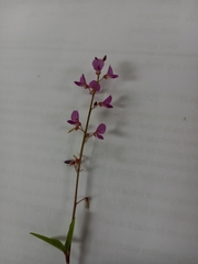 Desmodium incanum