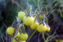 Solanum dimidiatum