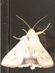 Helicoverpa armigera