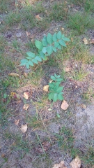 Apocynum androsaemifolium