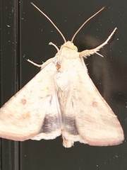 Helicoverpa armigera