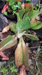Echeveria gibbiflora