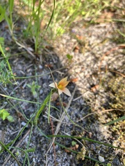 Romulea