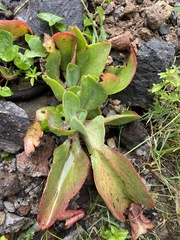 Echeveria gibbiflora