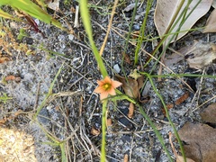 Romulea