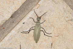 Epicauta albida