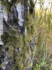 Hypnum cupressiforme