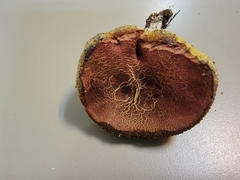 Hortiboletus campestris