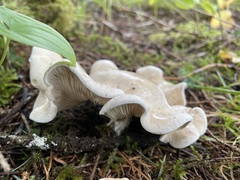 Clitocybe
