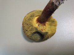 Hortiboletus campestris