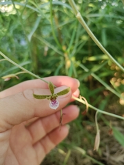 Eulophia graminea