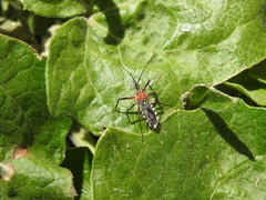 Cosmoclopius poecilus