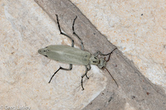 Epicauta albida