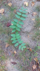 Apocynum androsaemifolium