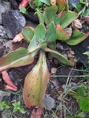 Echeveria gibbiflora