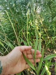 Eulophia graminea