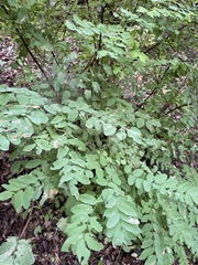 Robinia pseudoacacia