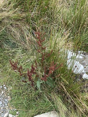 Caryophyllales