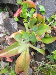 Gibbiflorae