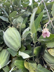 Araujia sericifera