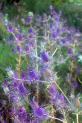 Eryngium leavenworthii