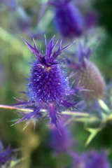 Eryngium leavenworthii