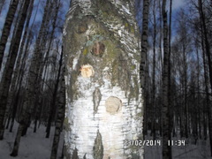 Dendrocopos leucotos