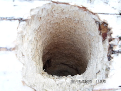 Dendrocopos leucotos