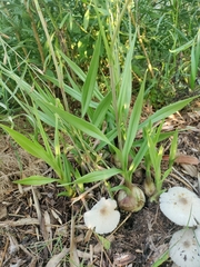 Eulophia graminea