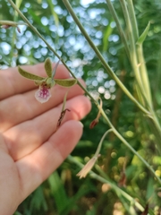 Eulophia graminea