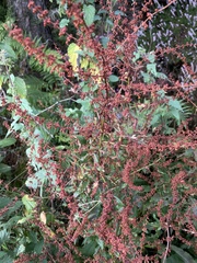 Rumex sanguineus