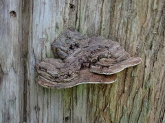 Ganoderma