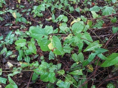 Reynoutria multiflora