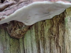Ganoderma