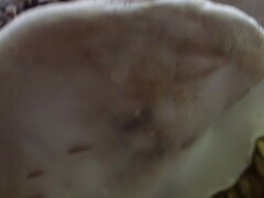 Ganoderma