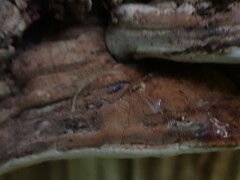 Ganoderma
