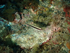 Gobius vittatus