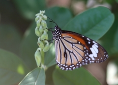 Danaus genutia