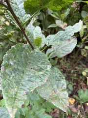 Prunus padus