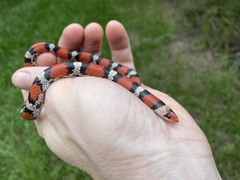 Cemophora coccinea coccinea