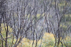 Phylidonyris novaehollandiae