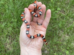 Cemophora coccinea coccinea