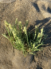 Cenchrus tribuloides