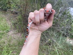Cemophora coccinea coccinea