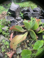 Echeveria gibbiflora