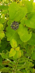 Smilax lasioneura