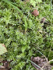 Plagiomnium undulatum