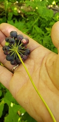 Smilax lasioneura